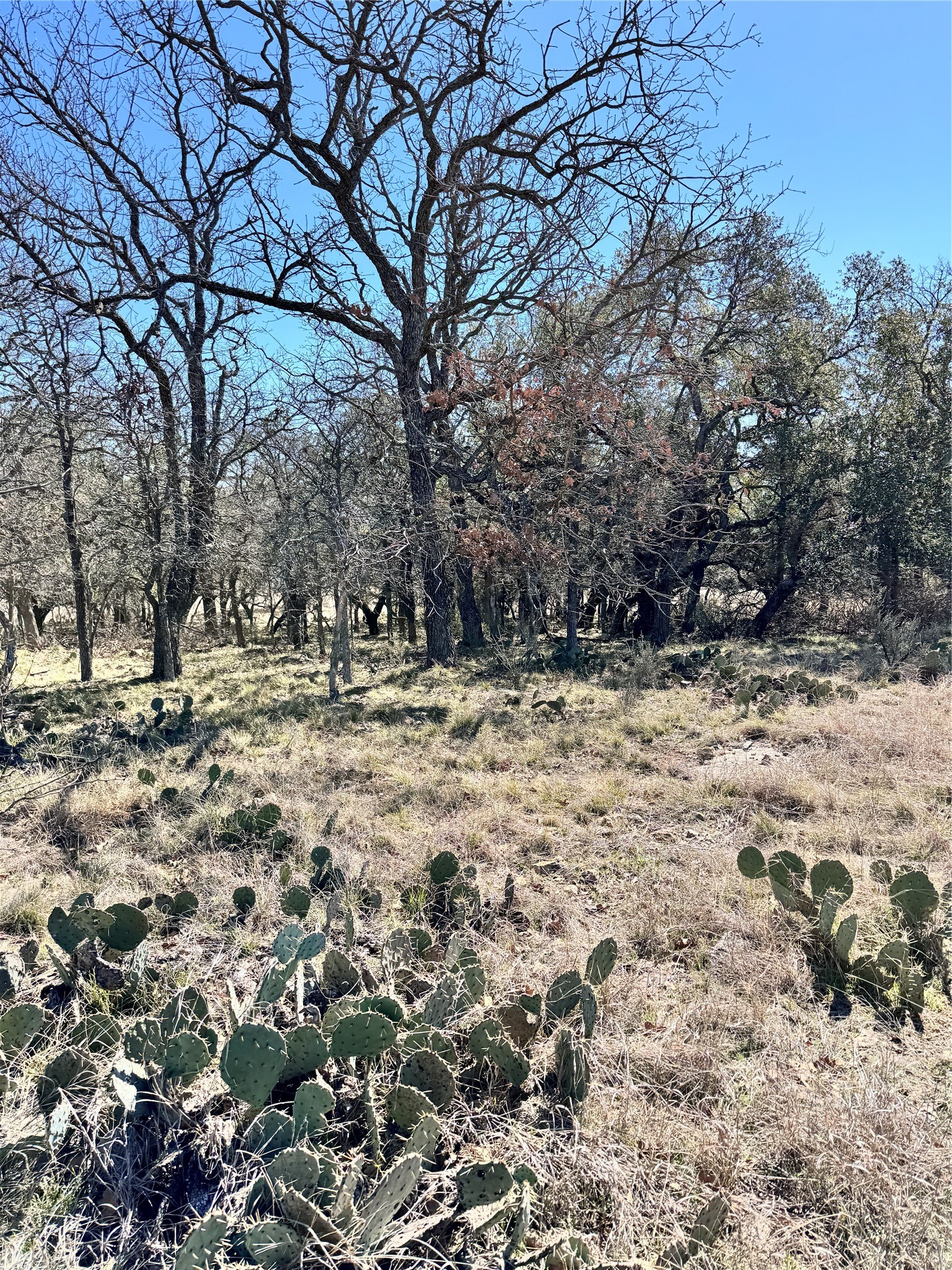 136 Red Oak Drive, May, TX, 76857 | 20540139 | Realty Texas LLC