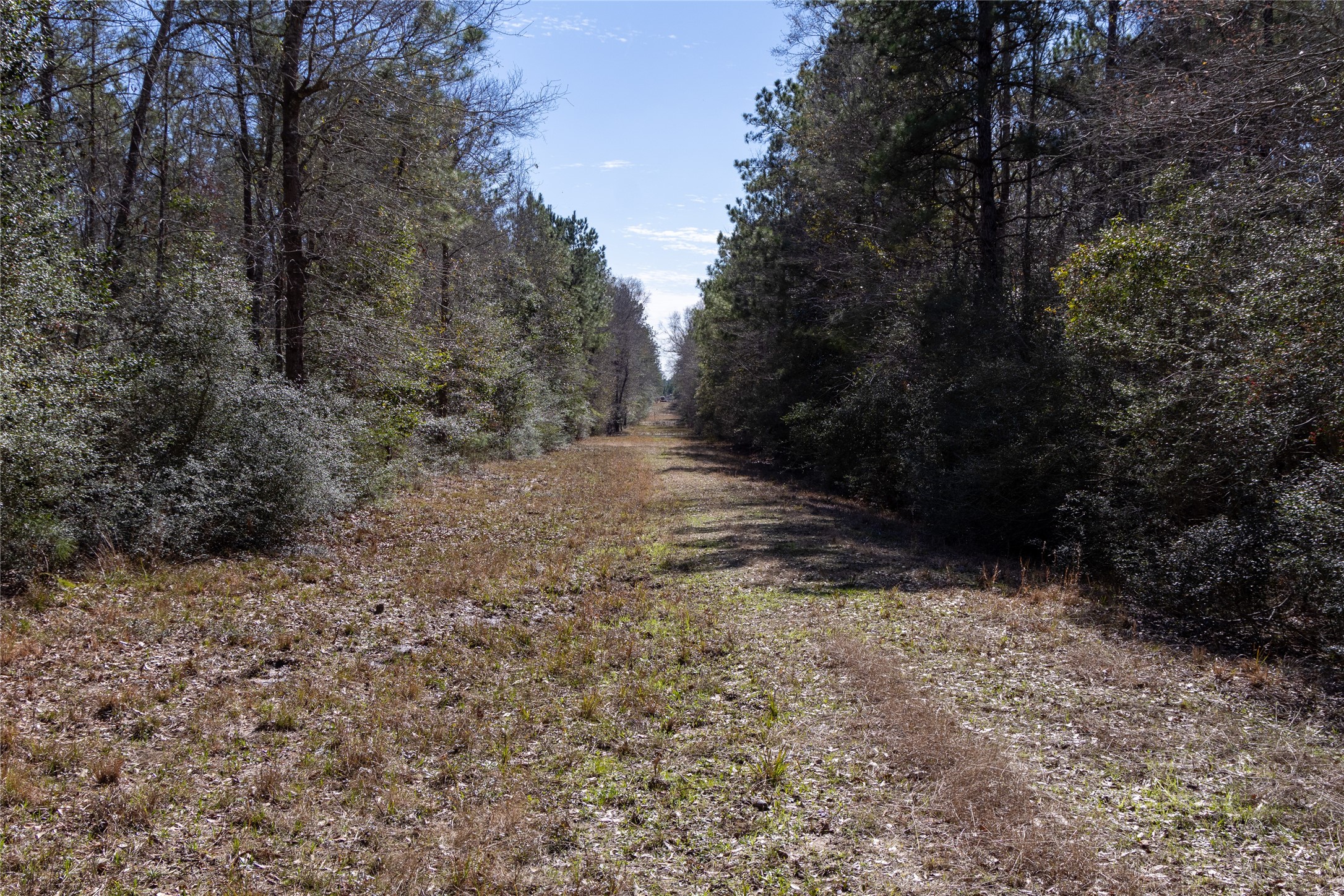 0 Whispering Pines Drive, Lumberton, TX, 77657 | 63123248 | Realty Texas LLC