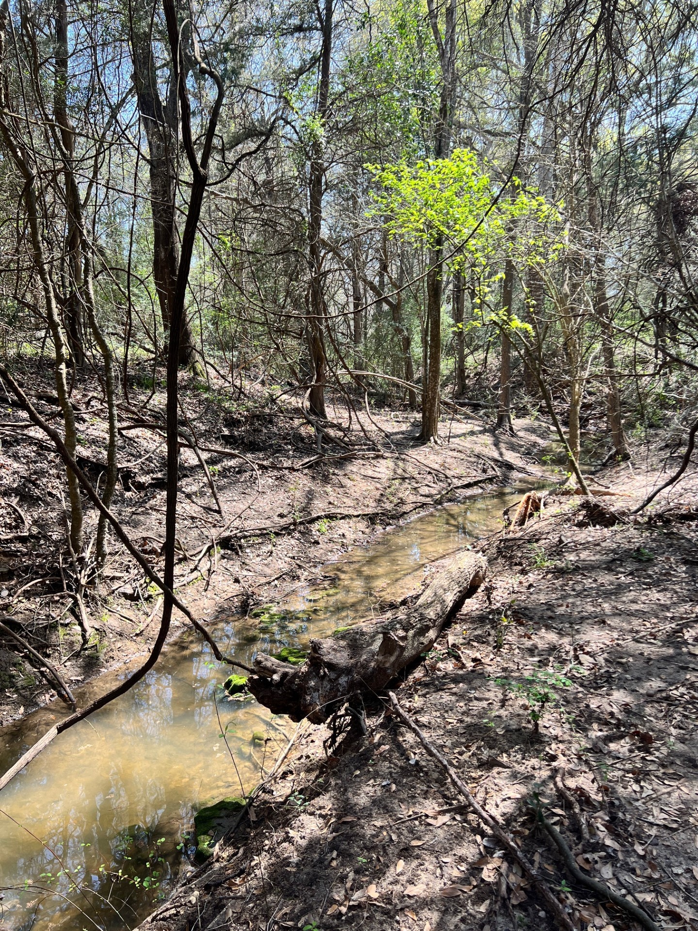 001 Blezinger Road, New Ulm, TX, 78950 | 54501275 | Realty Texas LLC