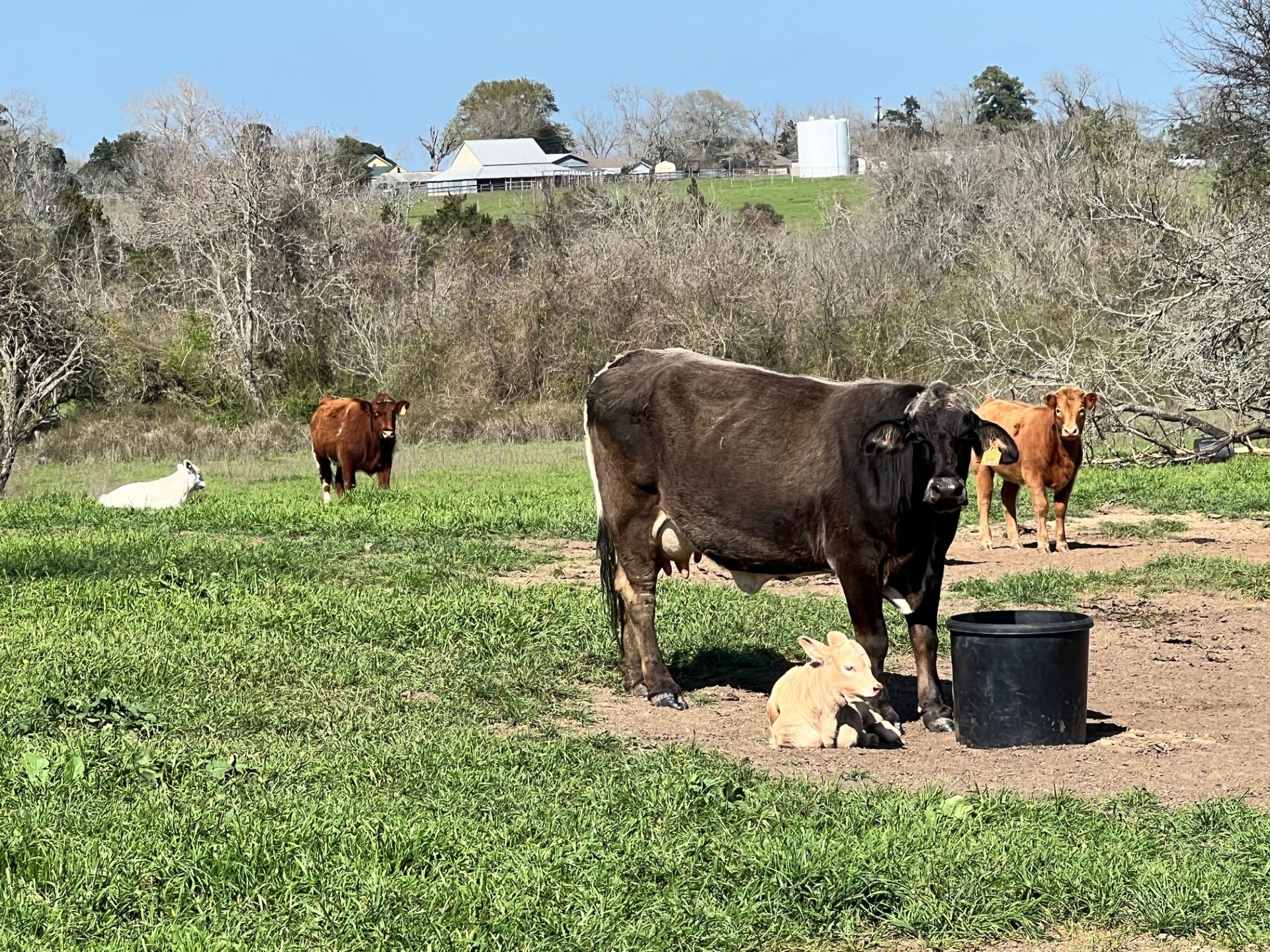 001 Blezinger Road, New Ulm, TX, 78950 | 54501275 | Realty Texas LLC