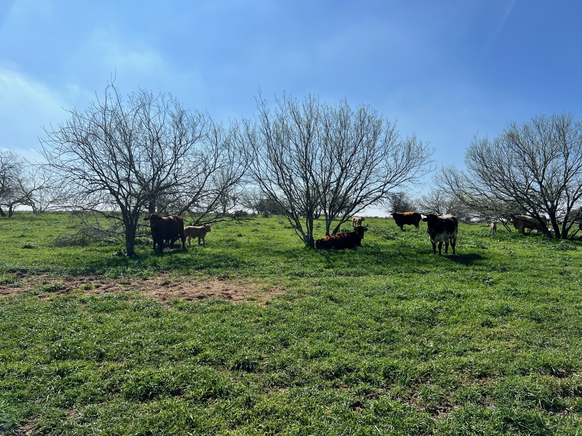 001 Blezinger Road, New Ulm, TX, 78950 | 54501275 | Realty Texas LLC