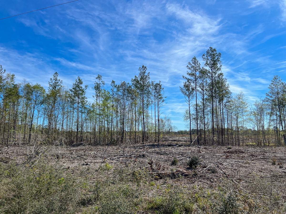 1 County Road 443 , Kirbyville, TX, 75956 | 20566628 | Realty Texas LLC