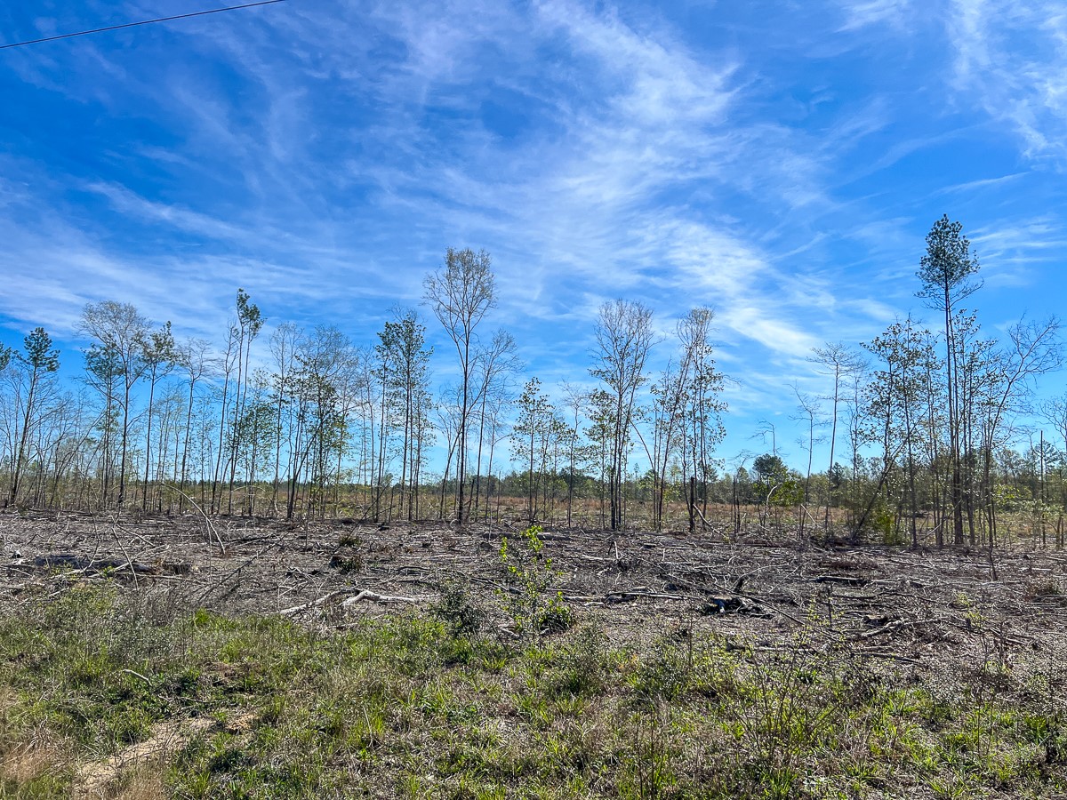 1 County Road 443 , Kirbyville, TX, 75956 | 20566628 | Realty Texas LLC