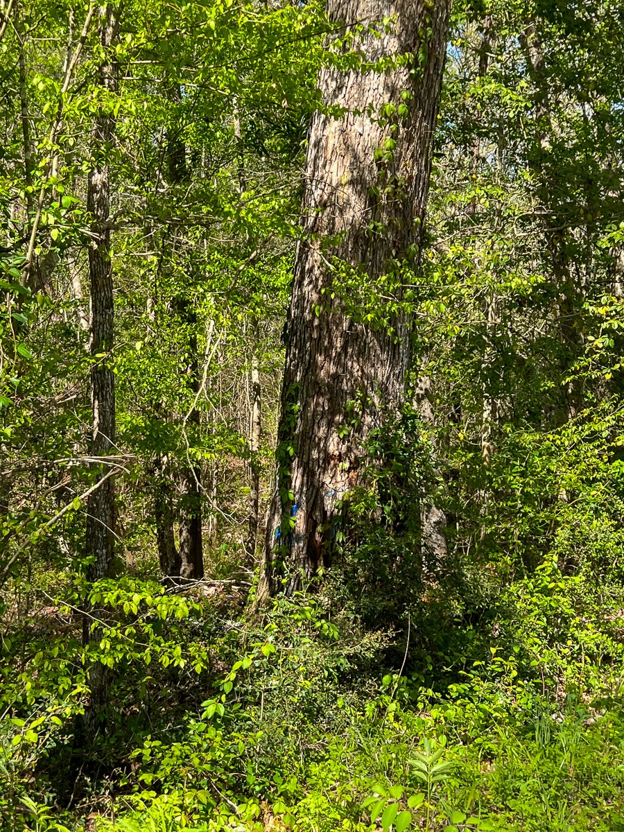 1 County Road 443 , Kirbyville, TX, 75956 | 20566628 | Realty Texas LLC