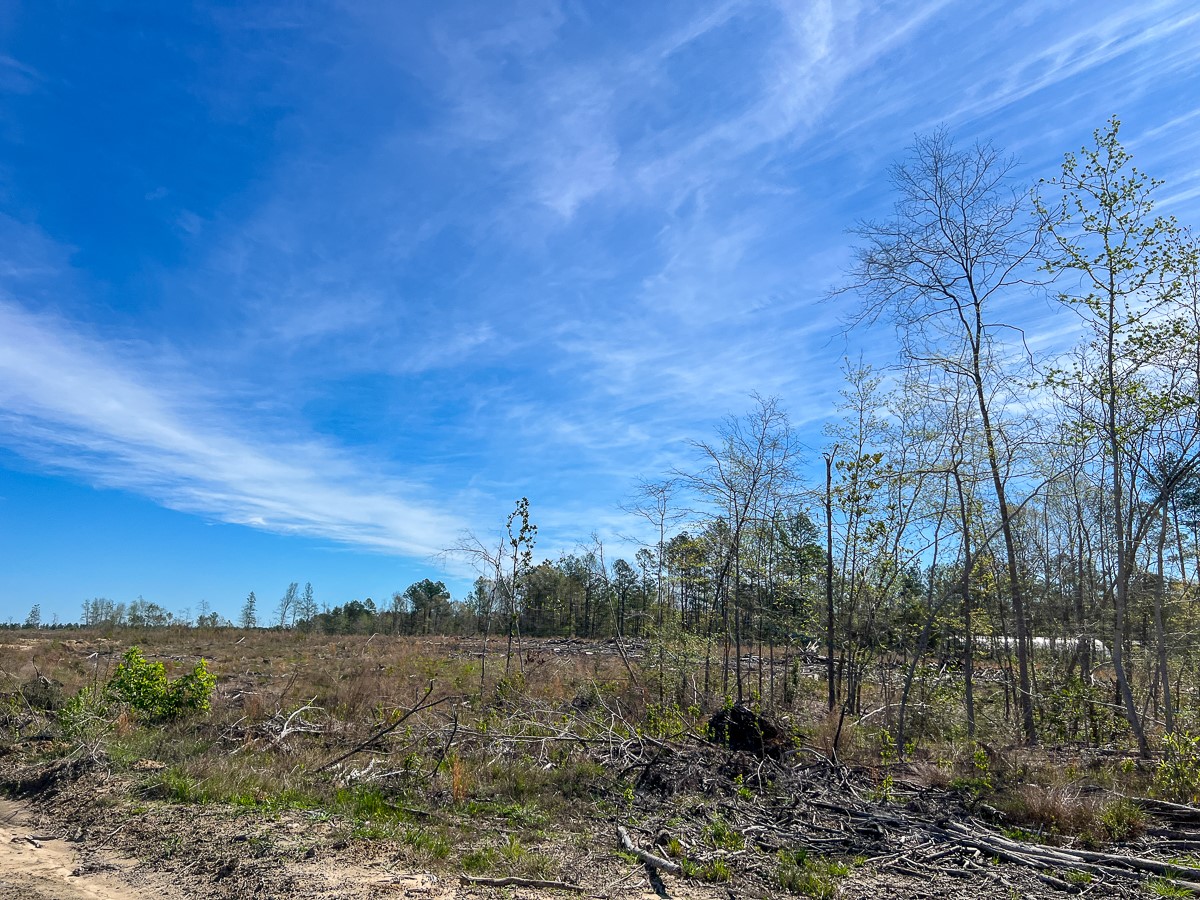 1 County Road 443 , Kirbyville, TX, 75956 | 20566628 | Realty Texas LLC