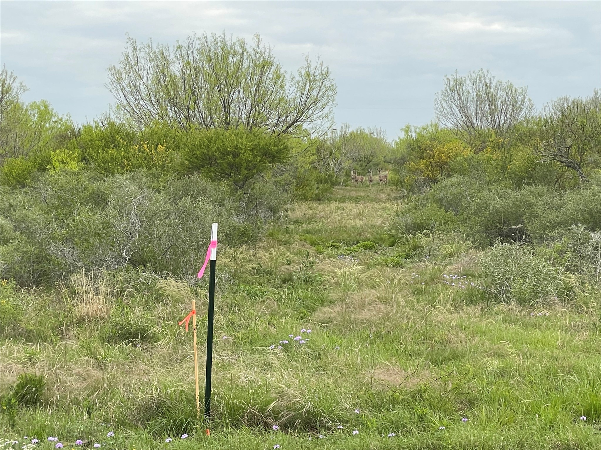 Lot 12 PR Frio Estates Drive, Moore, TX, 78057 | 63790125 | Realty Texas LLC