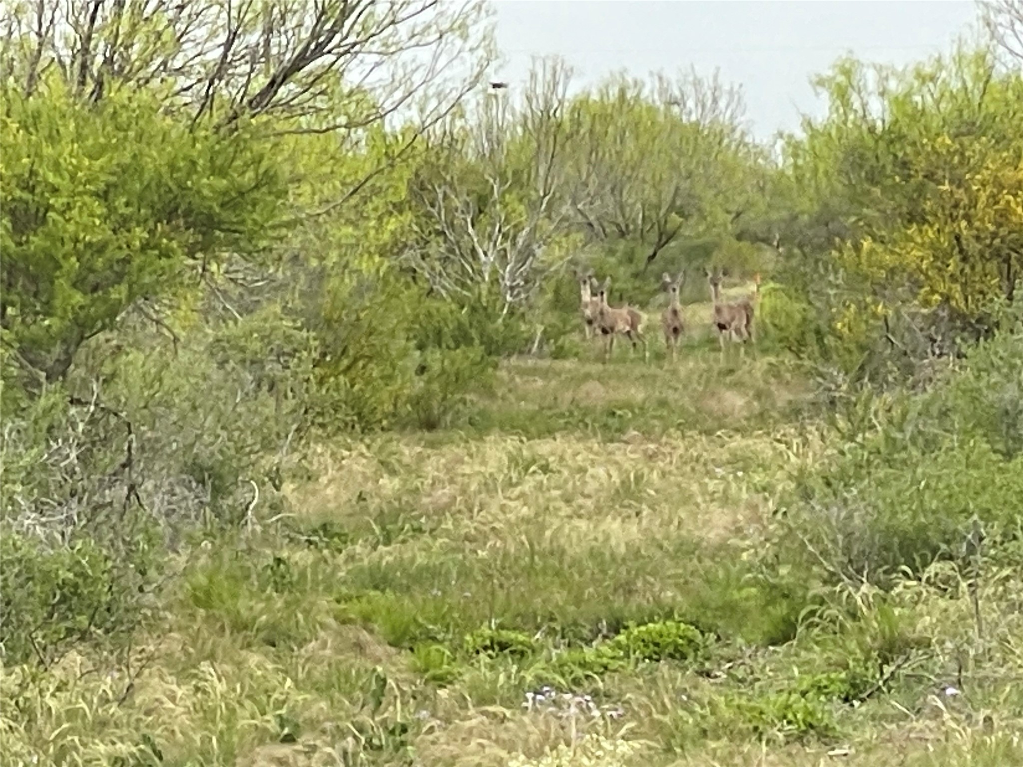 Lot 12 PR Frio Estates Drive, Moore, TX, 78057 | 63790125 | Realty Texas LLC