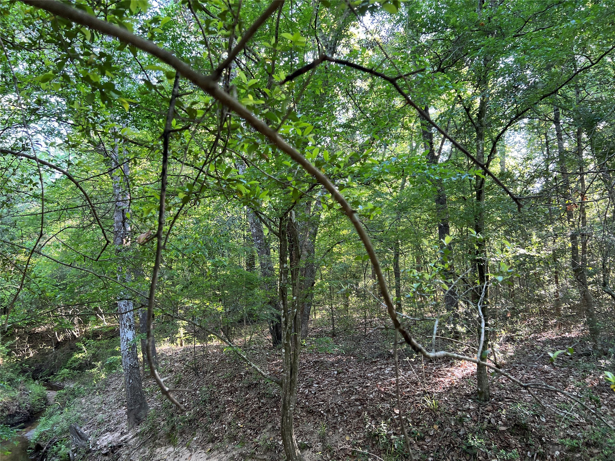 TBD Beverly Drive , Shepherd, TX, 77371 | 76056854 | Realty Texas LLC