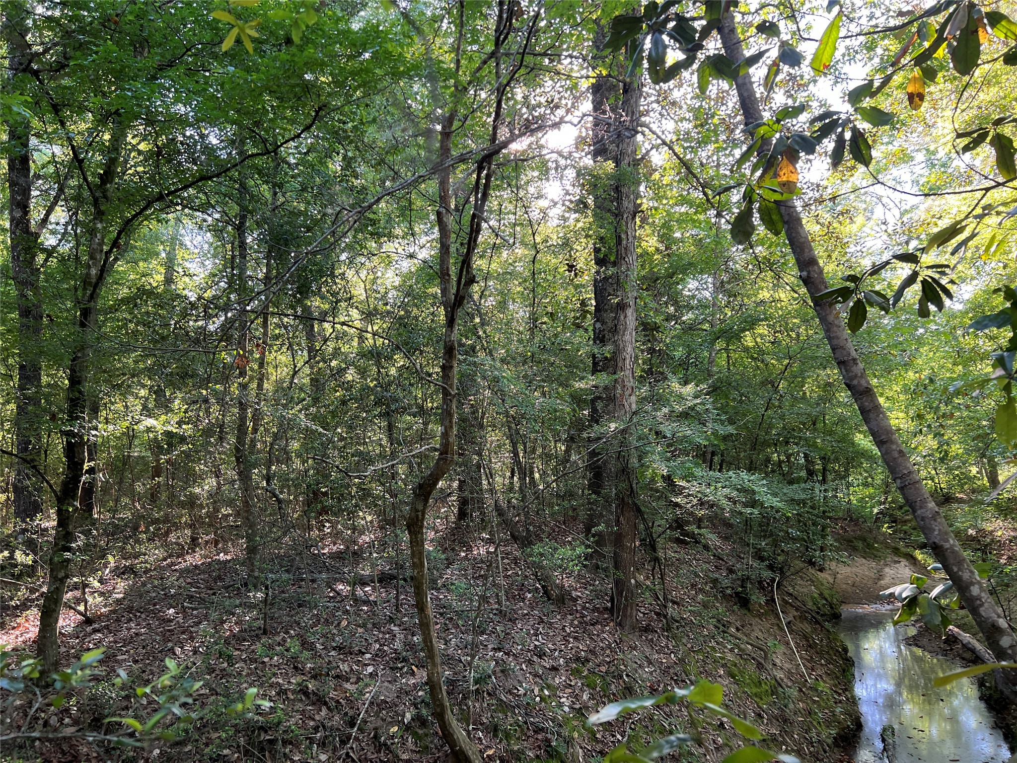 TBD Beverly Drive , Shepherd, TX, 77371 | 76056854 | Realty Texas LLC