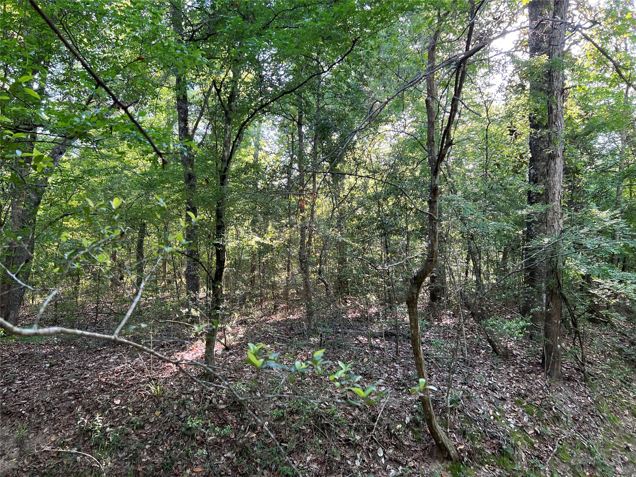 TBD Beverly Drive , Shepherd, TX, 77371 | 76056854 | Realty Texas LLC