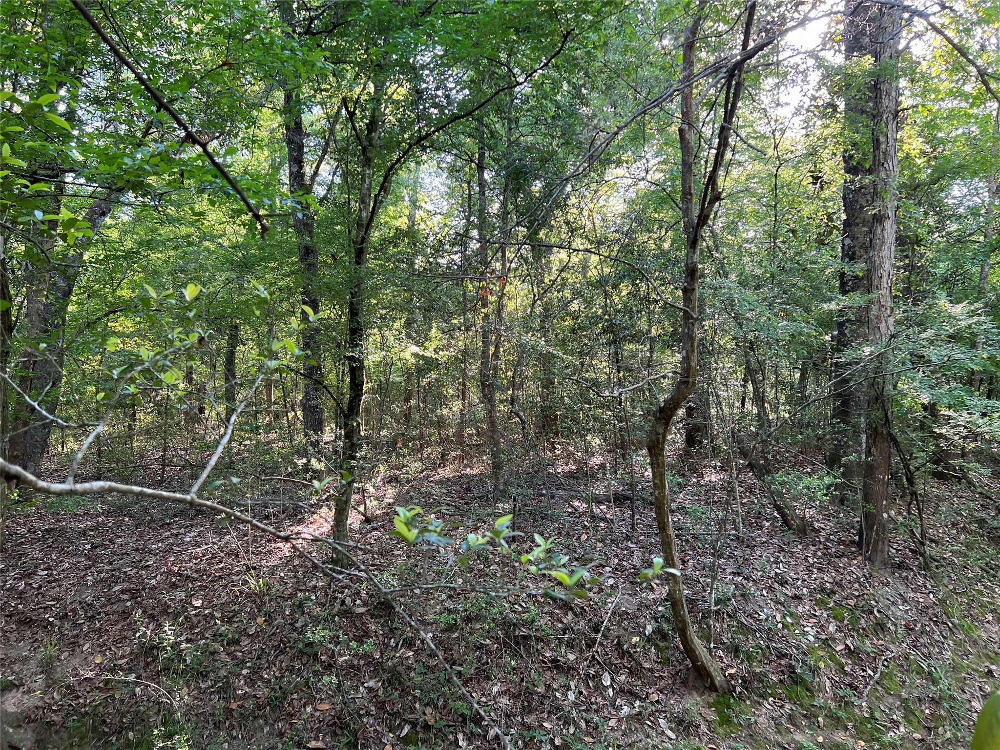 TBD Beverly Drive , Shepherd, TX, 77371 | 76056854 | Realty Texas LLC