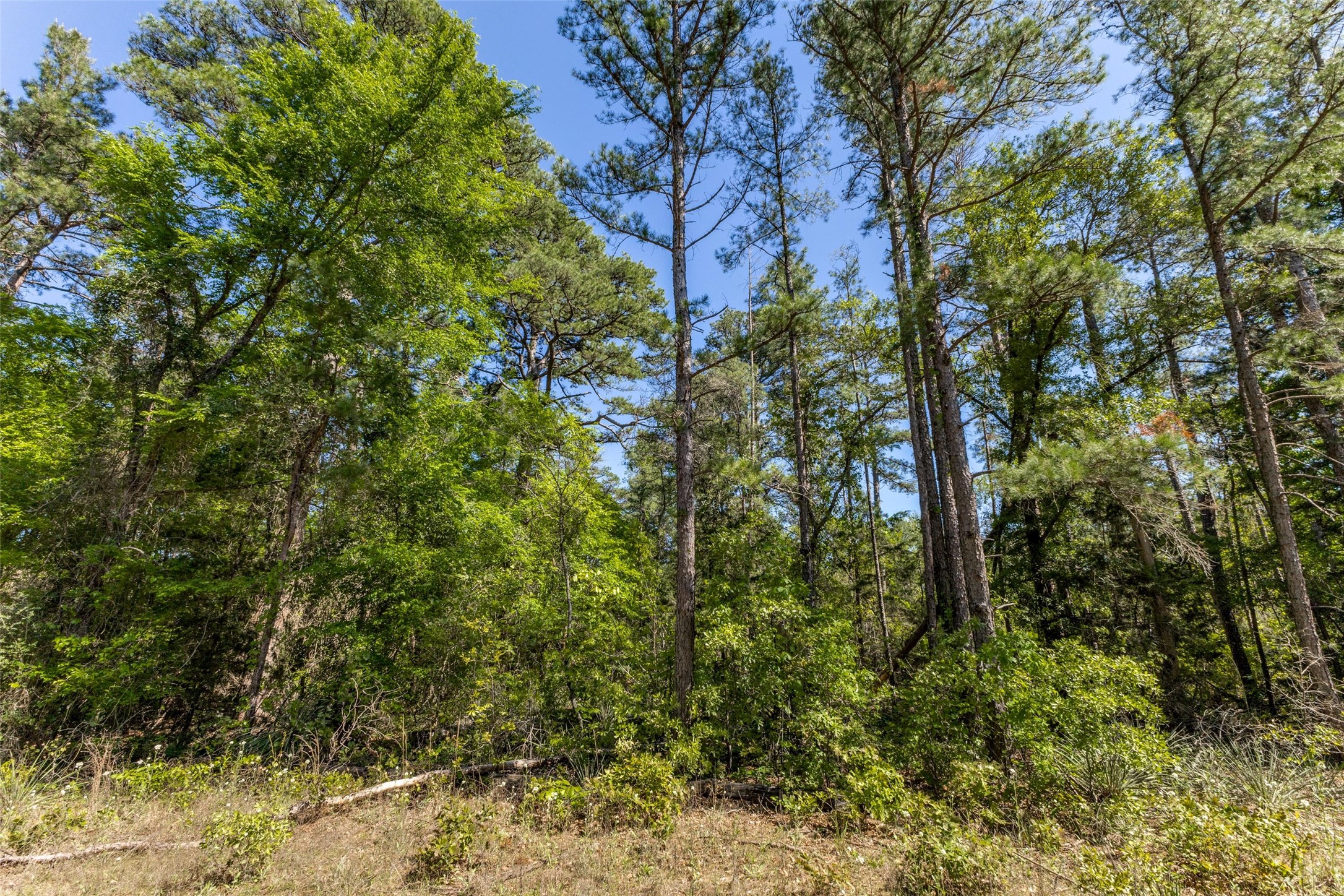 0 S FM 14, Hawkins, TX, 75773 | 20584344 | Realty Texas LLC