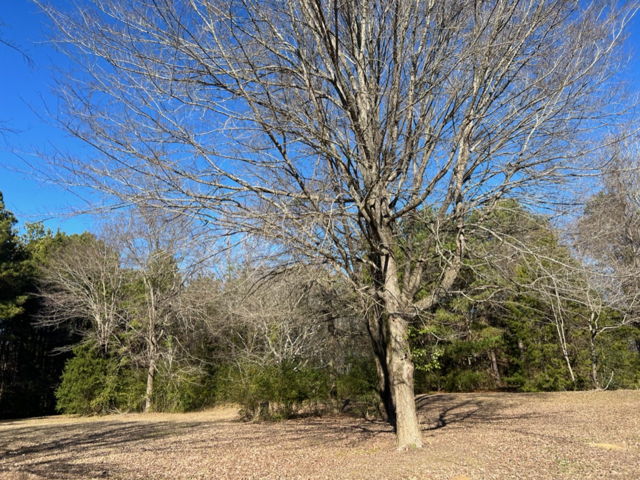 950 County Road 2361 , Marietta, TX, 75566 | 20588117 | Realty Texas LLC