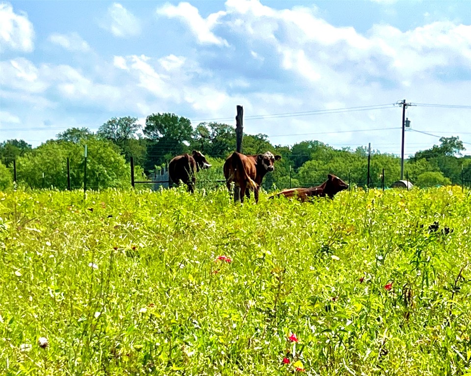 430 Broadhead Trail , Luling, TX, 78648 | 2349352 | Realty Texas LLC