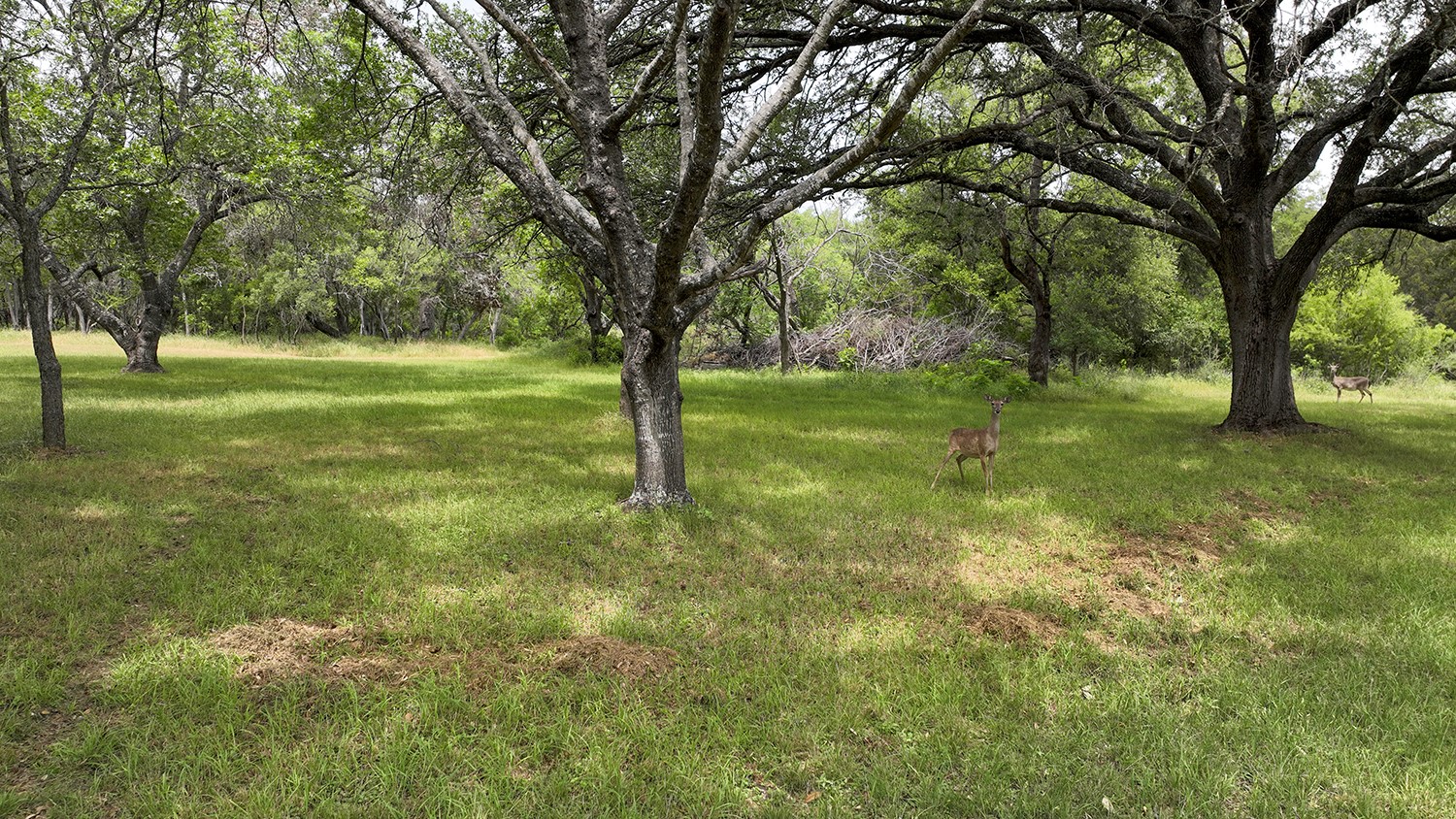 0 Wood Road , New Braunfels, TX, 78130 | 74335416 | Realty Texas LLC
