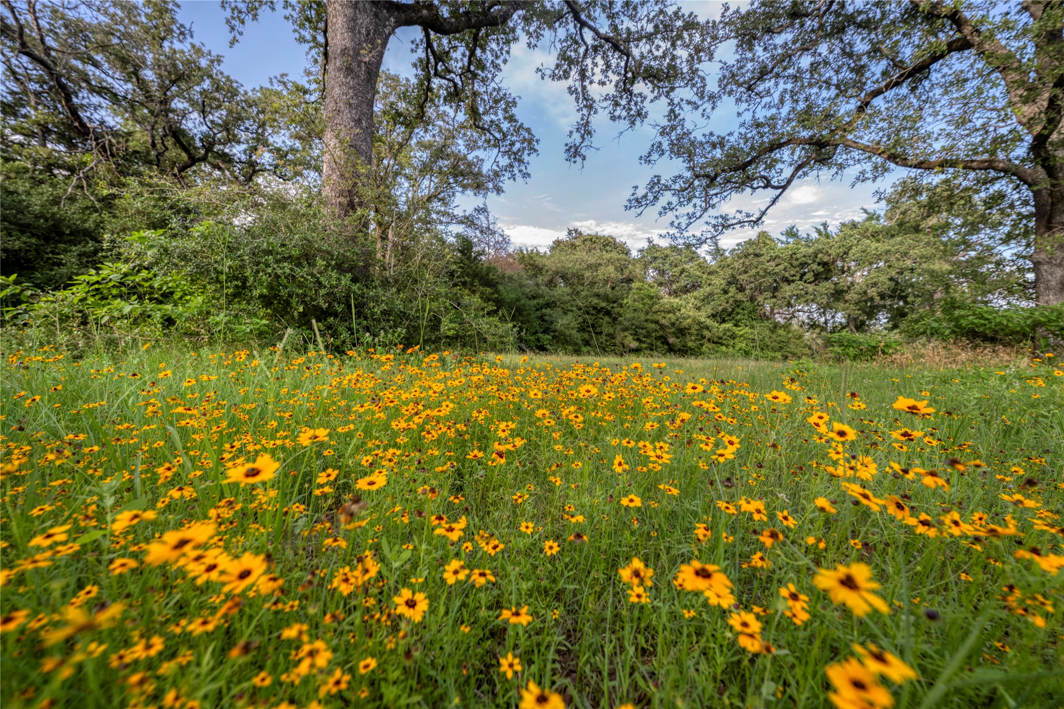 875 County Road 331 , Caldwell, TX, 77836 | 62286986 | Realty Texas LLC