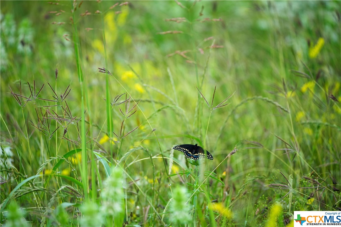 6303 Barbarossa Road , Seguin, TX, 78155 | 543136 | Realty Texas LLC