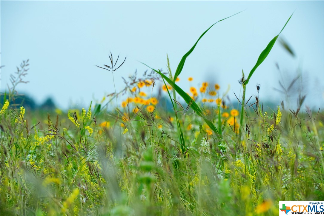 6303 Barbarossa Road , Seguin, TX, 78155 | 543136 | Realty Texas LLC