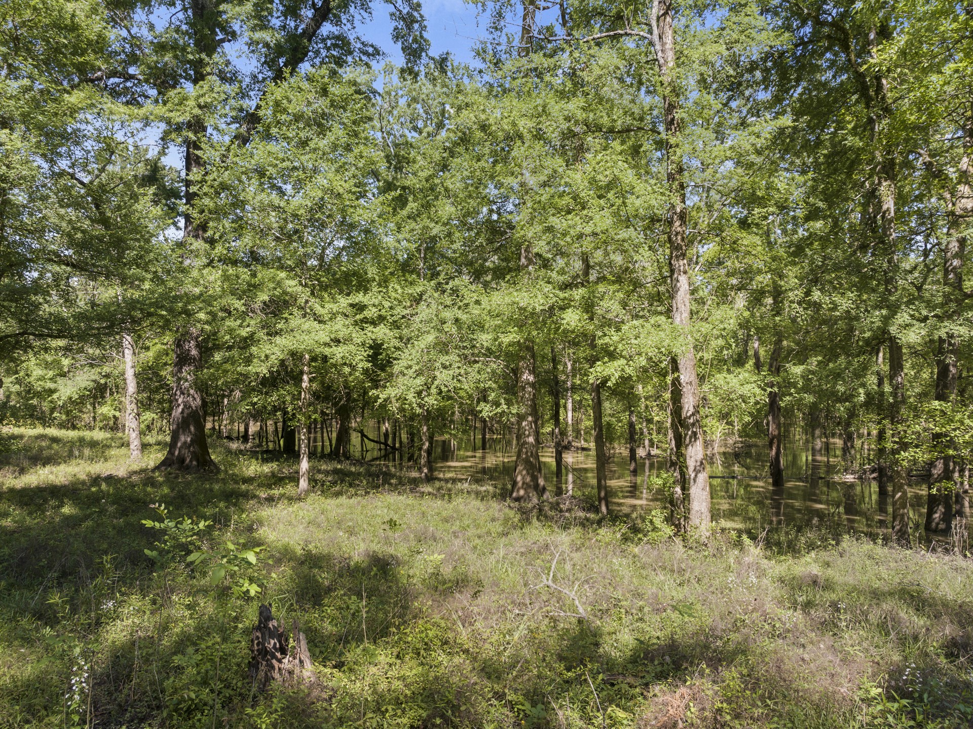 307 Fish TRAP Ln , Naples, TX, 75568 | 20607249 | Realty Texas LLC