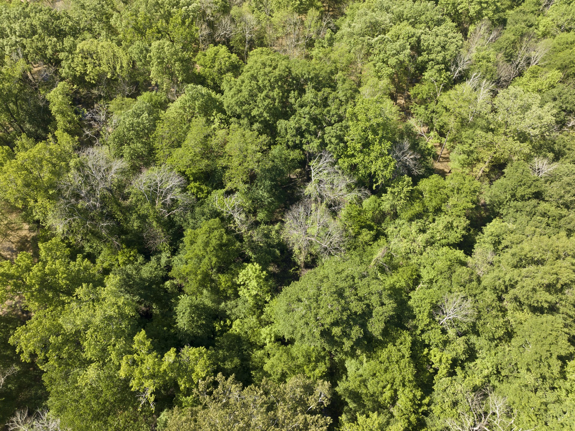 307 Fish TRAP Ln , Naples, TX, 75568 | 20607249 | Realty Texas LLC