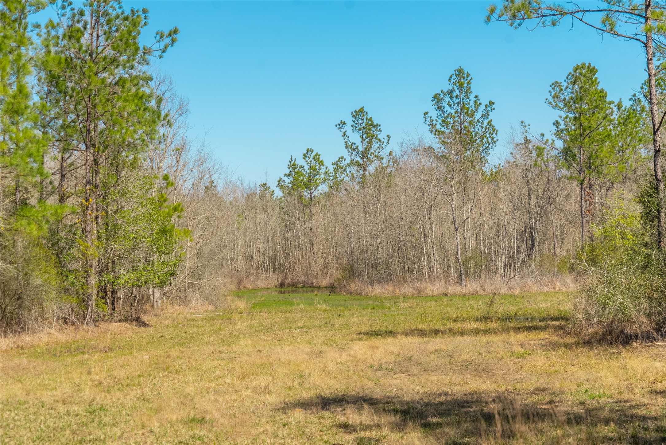 TBD County Road 716 , Jasper, TX, 77612 | 1726963 | Realty Texas LLC