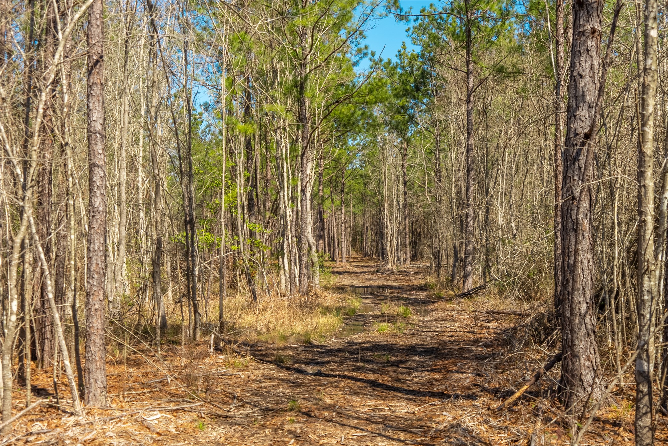 TBD County Road 716 , Jasper, TX, 77612 | 1726963 | Realty Texas LLC