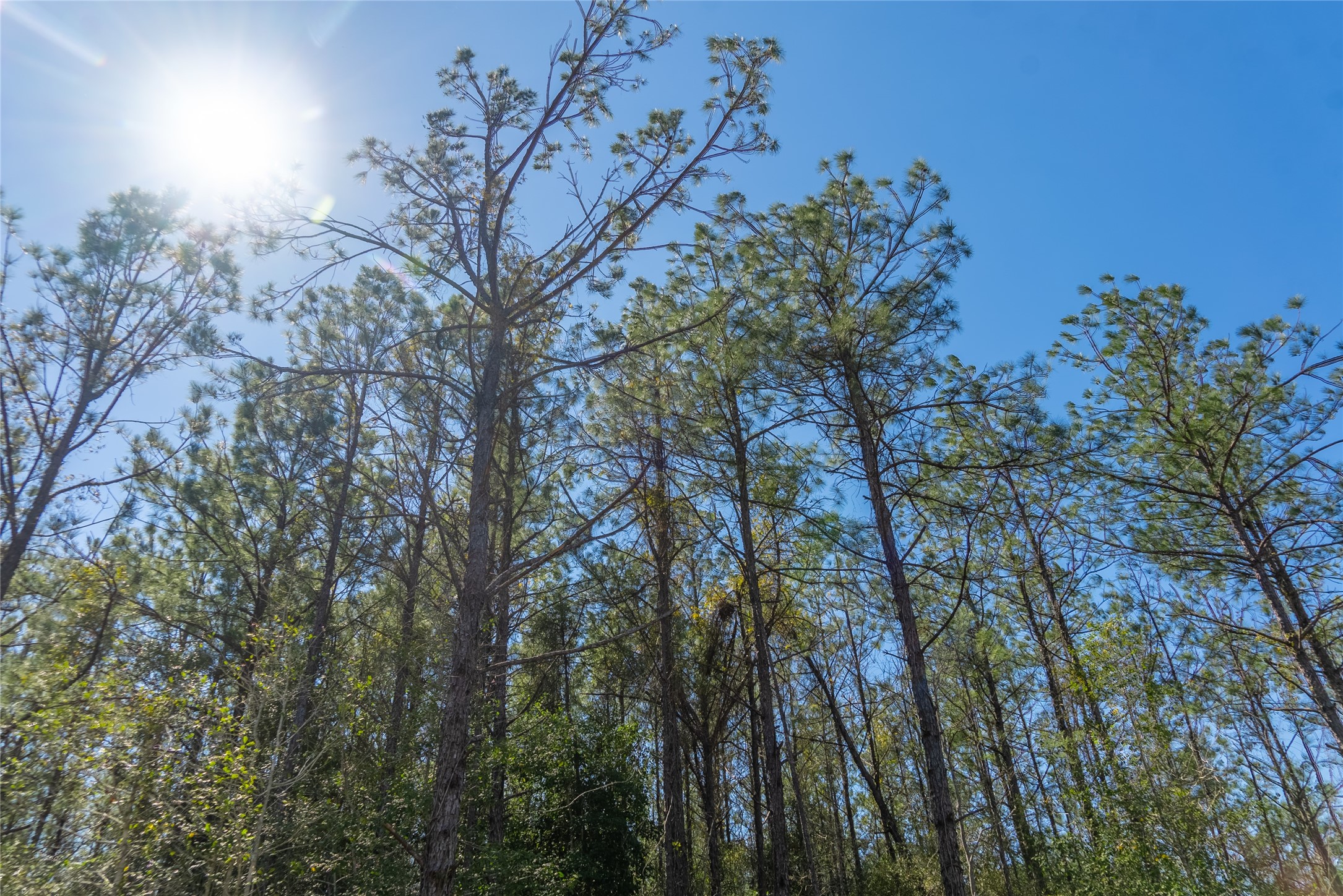 TBD County Road 716 , Jasper, TX, 77612 | 1726963 | Realty Texas LLC