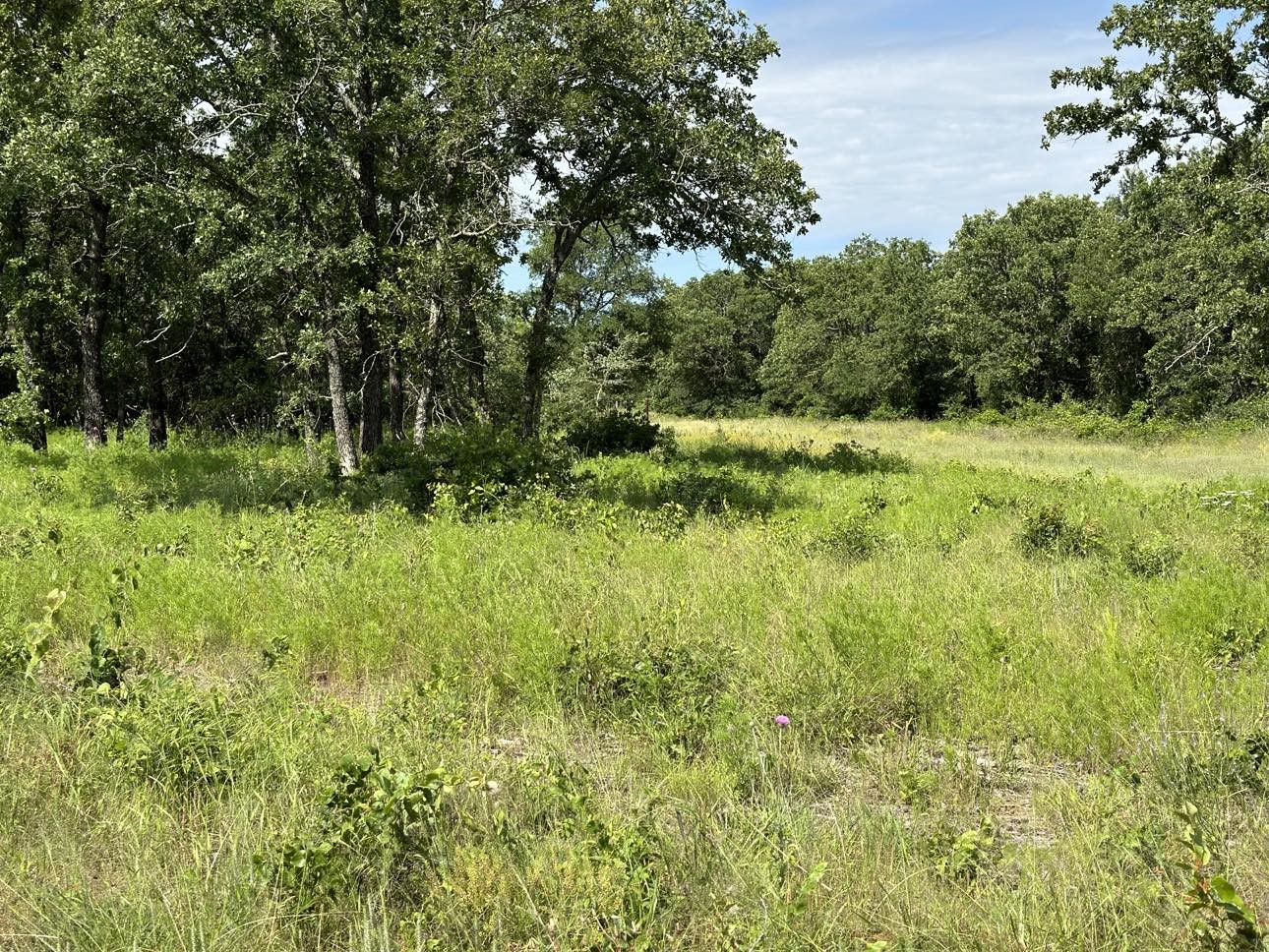 Lot 79 Paradise Oaks, Perrin, TX, 76486 | 20618004 | Realty Texas LLC