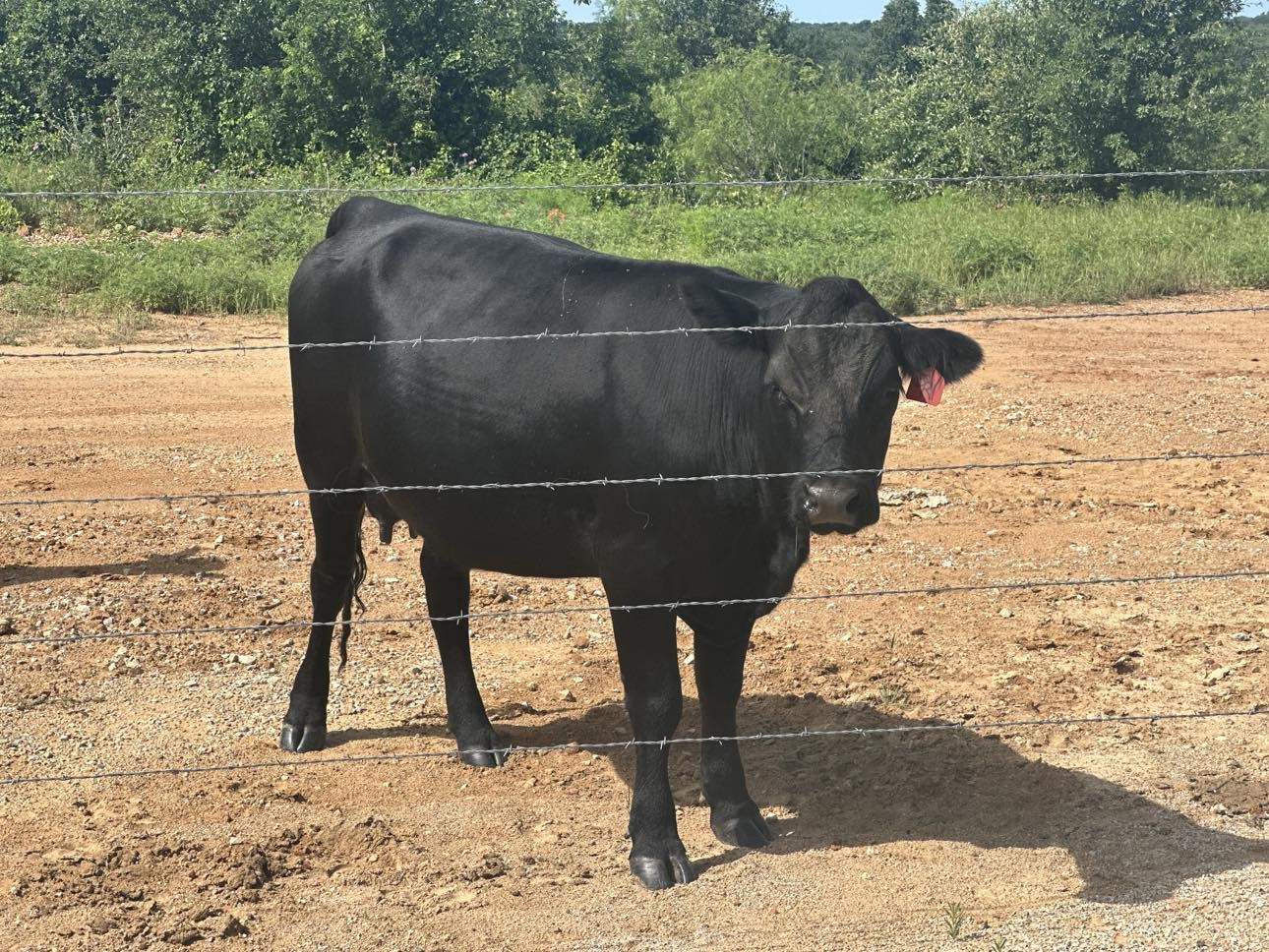 Lot 79 Paradise Oaks, Perrin, TX, 76486 | 20618004 | Realty Texas LLC