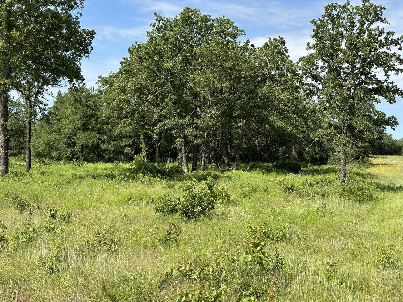 Lot 79 Paradise Oaks, Perrin, TX, 76486 | 20618004 | Realty Texas LLC