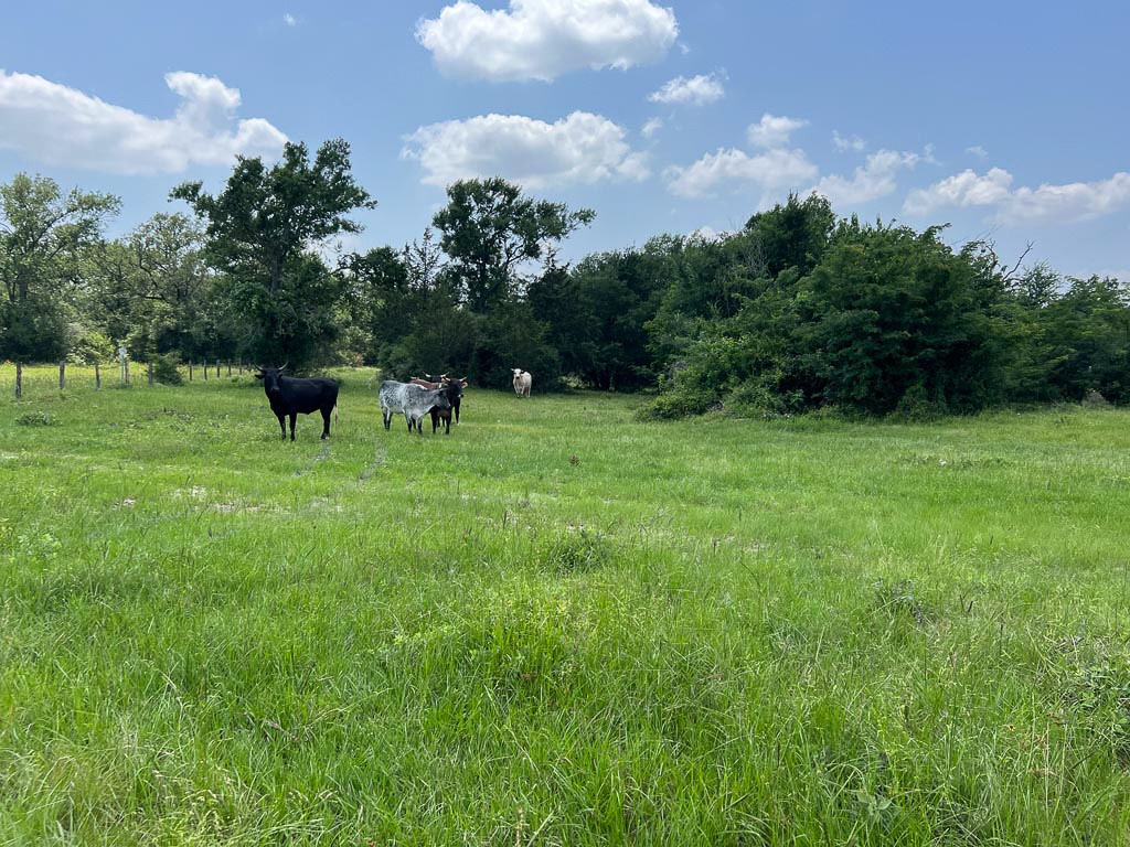 Tract #4 FM 2562 Road, Richards, TX, 77873 | 16743791 | Realty Texas LLC