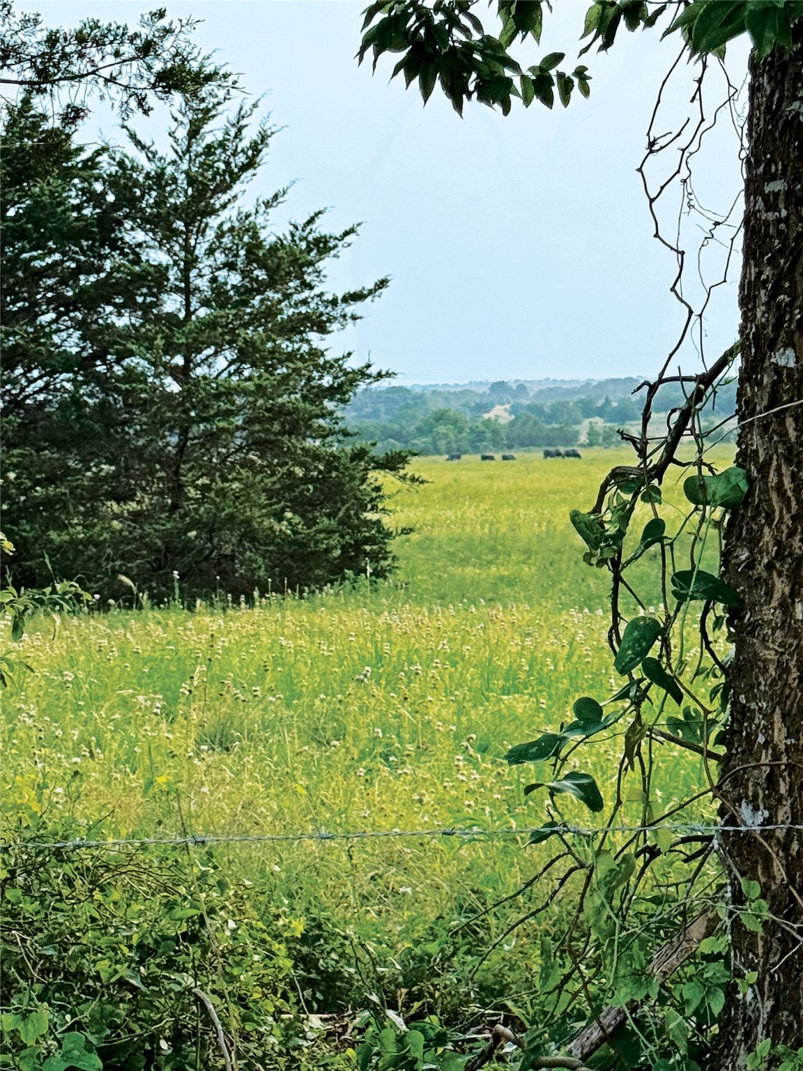 Lot 2D Vineyard View Trail , Carmine, TX, 78940 | 85016782 | Realty Texas LLC