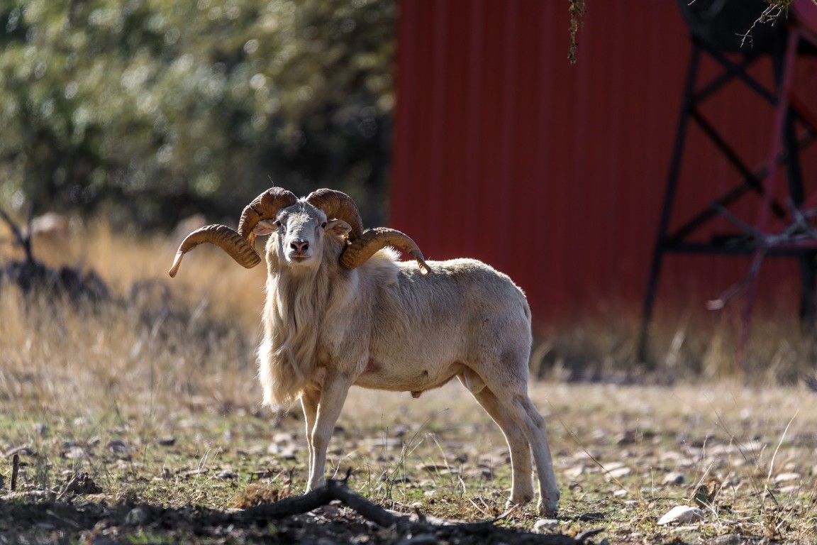 3681 K2 Road, Mountain Home, TX, 78058 | 33478067 | Realty Texas LLC