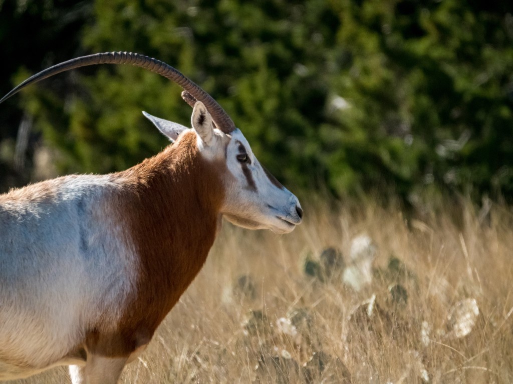 3681 K2 Road, Mountain Home, TX, 78058 | 33478067 | Realty Texas LLC