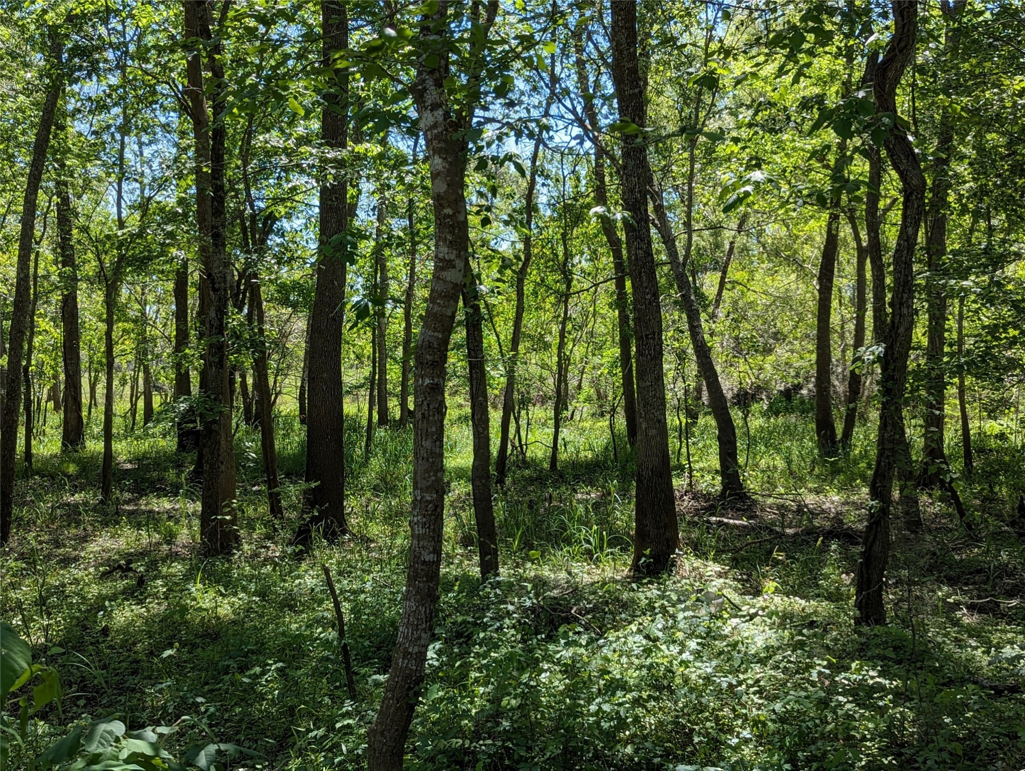 TBD County Road 149, Liberty, TX, 77575 | 86437722 | Realty Texas LLC