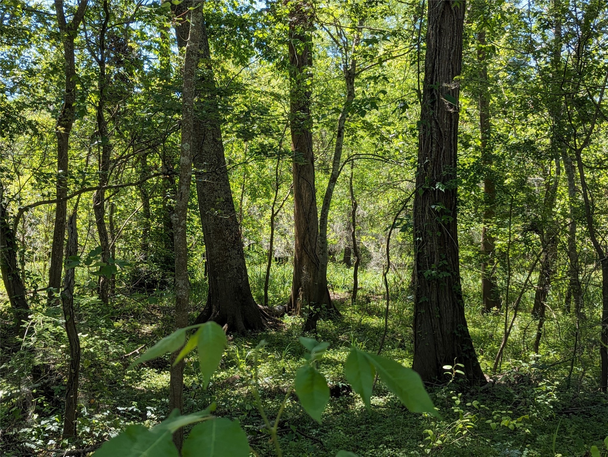 TBD County Road 149, Liberty, TX, 77575 | 86437722 | Realty Texas LLC