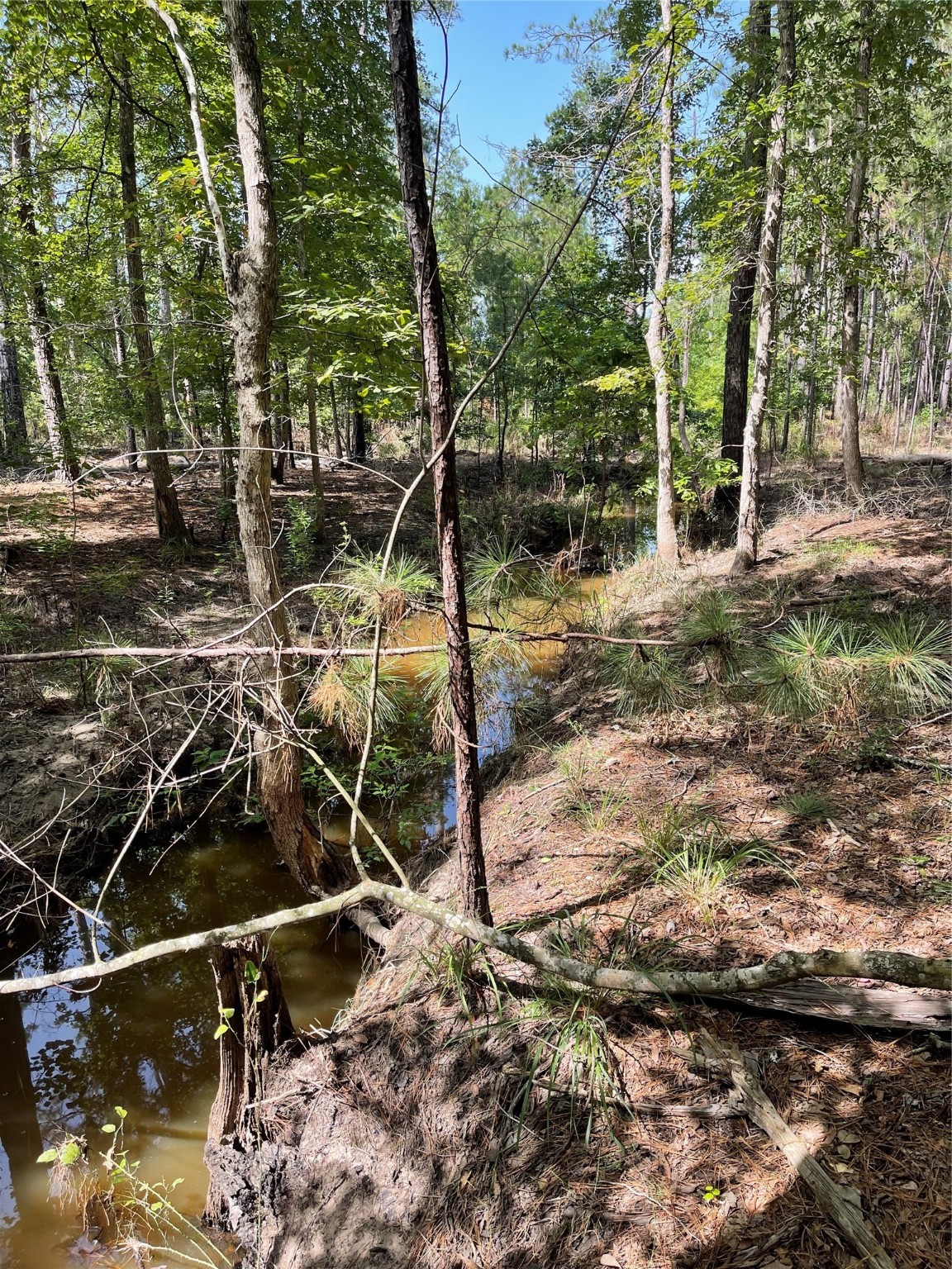 Lot 28/29 Live Oak Drive , Browndell, TX, 75931 | 20679498 | Realty Texas LLC
