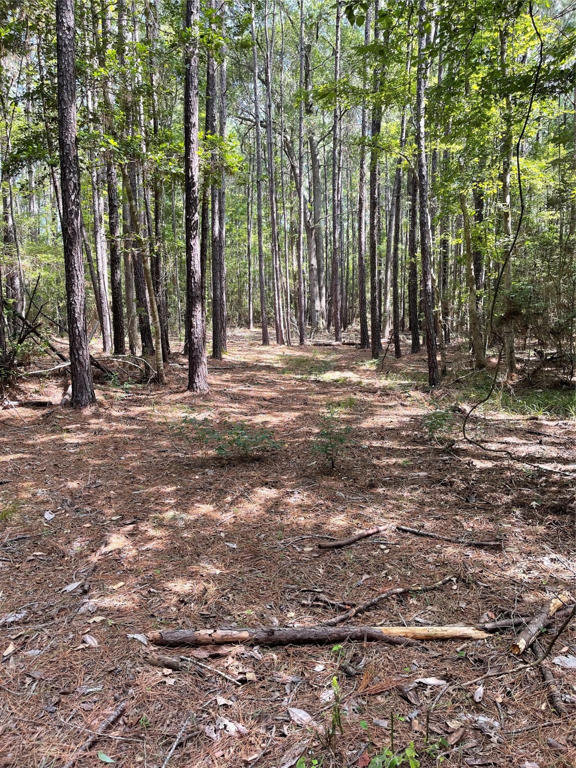 Lot 28/29 Live Oak Drive , Browndell, TX, 75931 | 20679498 | Realty Texas LLC