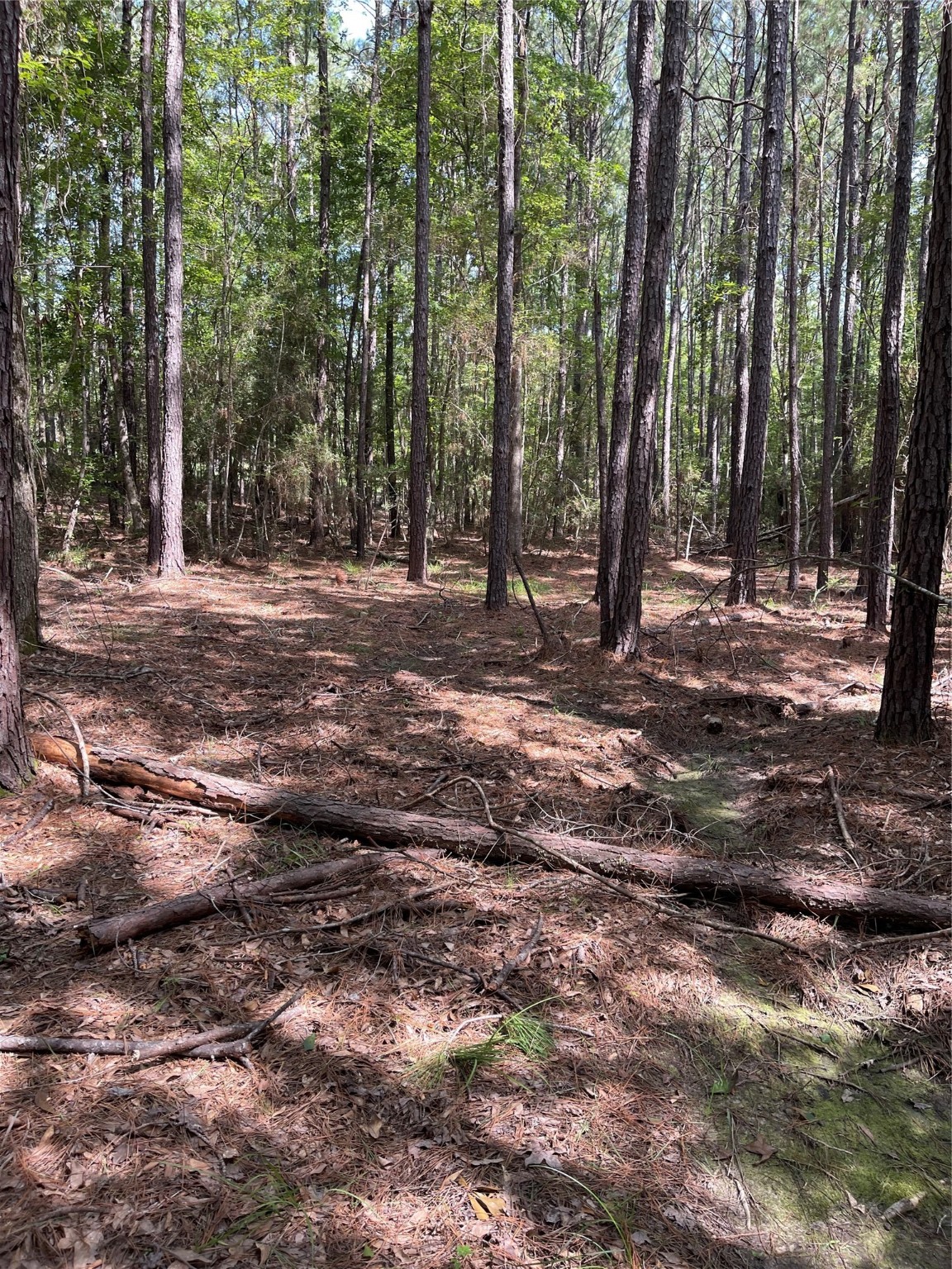 Lot 28/29 Live Oak Drive , Browndell, TX, 75931 | 20679498 | Realty Texas LLC