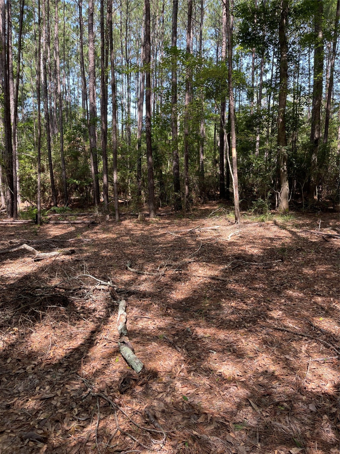 Lot 28/29 Live Oak Drive , Browndell, TX, 75931 | 20679498 | Realty Texas LLC