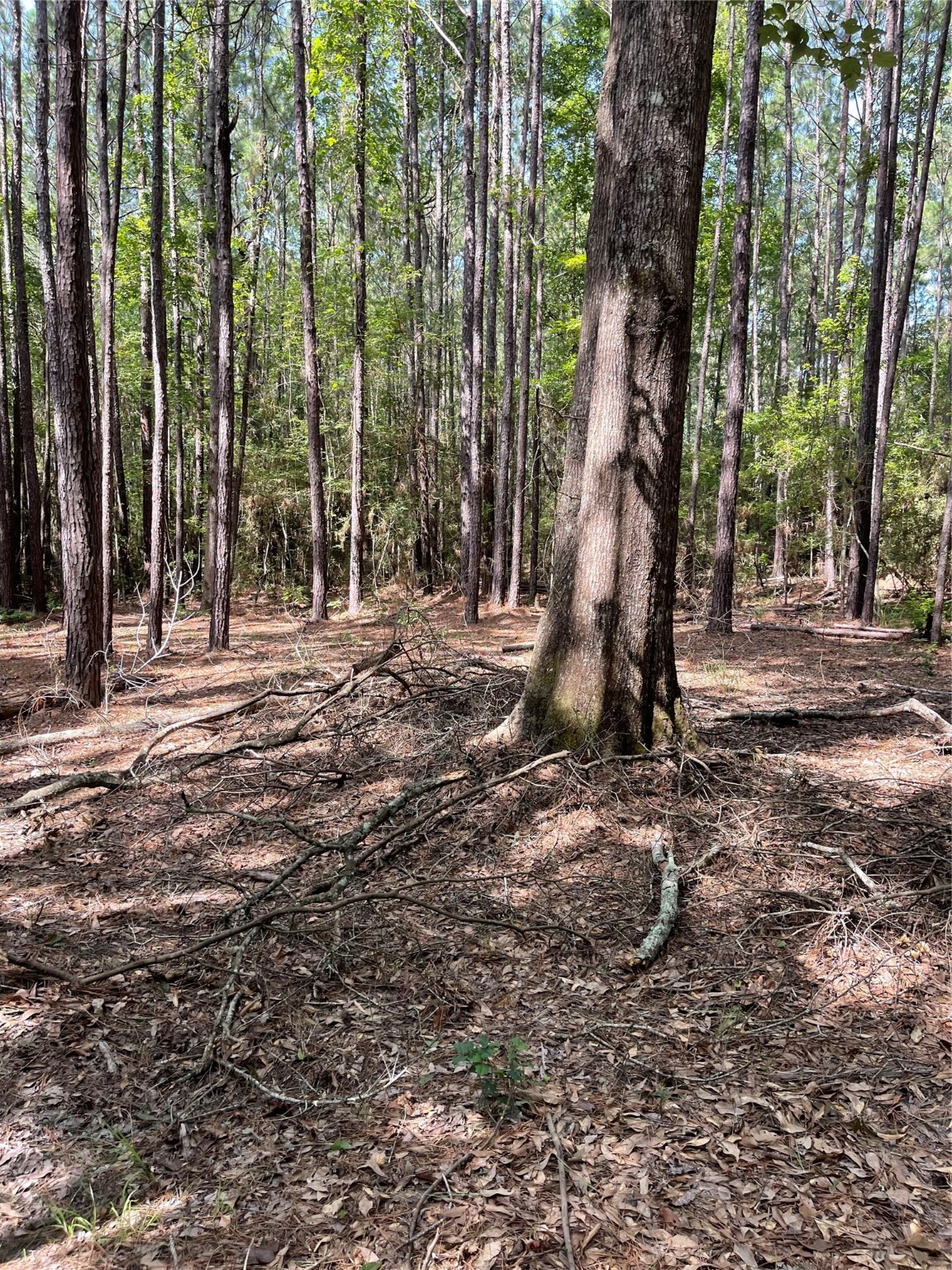 Lot 28/29 Live Oak Drive , Browndell, TX, 75931 | 20679498 | Realty Texas LLC