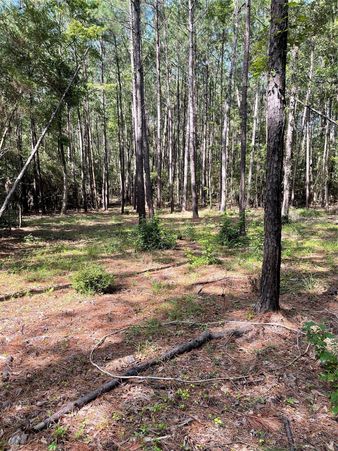 Lot 28/29 Live Oak Drive , Browndell, TX, 75931 | 20679498 | Realty Texas LLC
