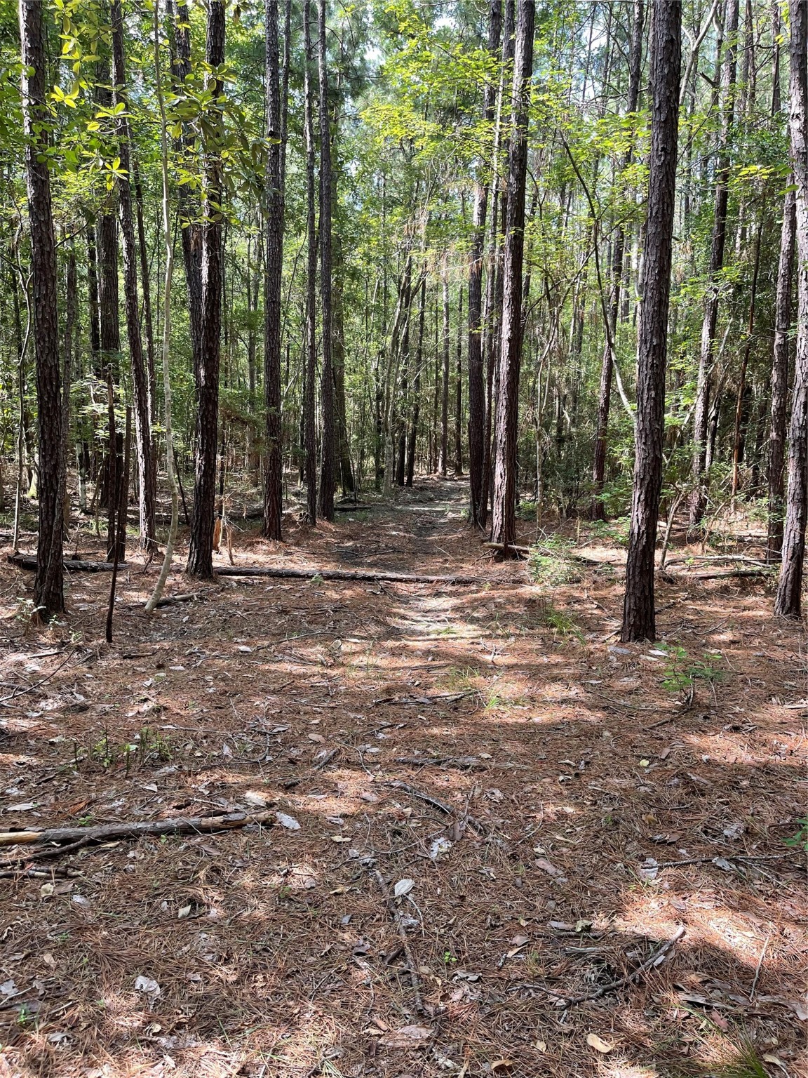 Lot 28/29 Live Oak Drive , Browndell, TX, 75931 | 20679498 | Realty Texas LLC