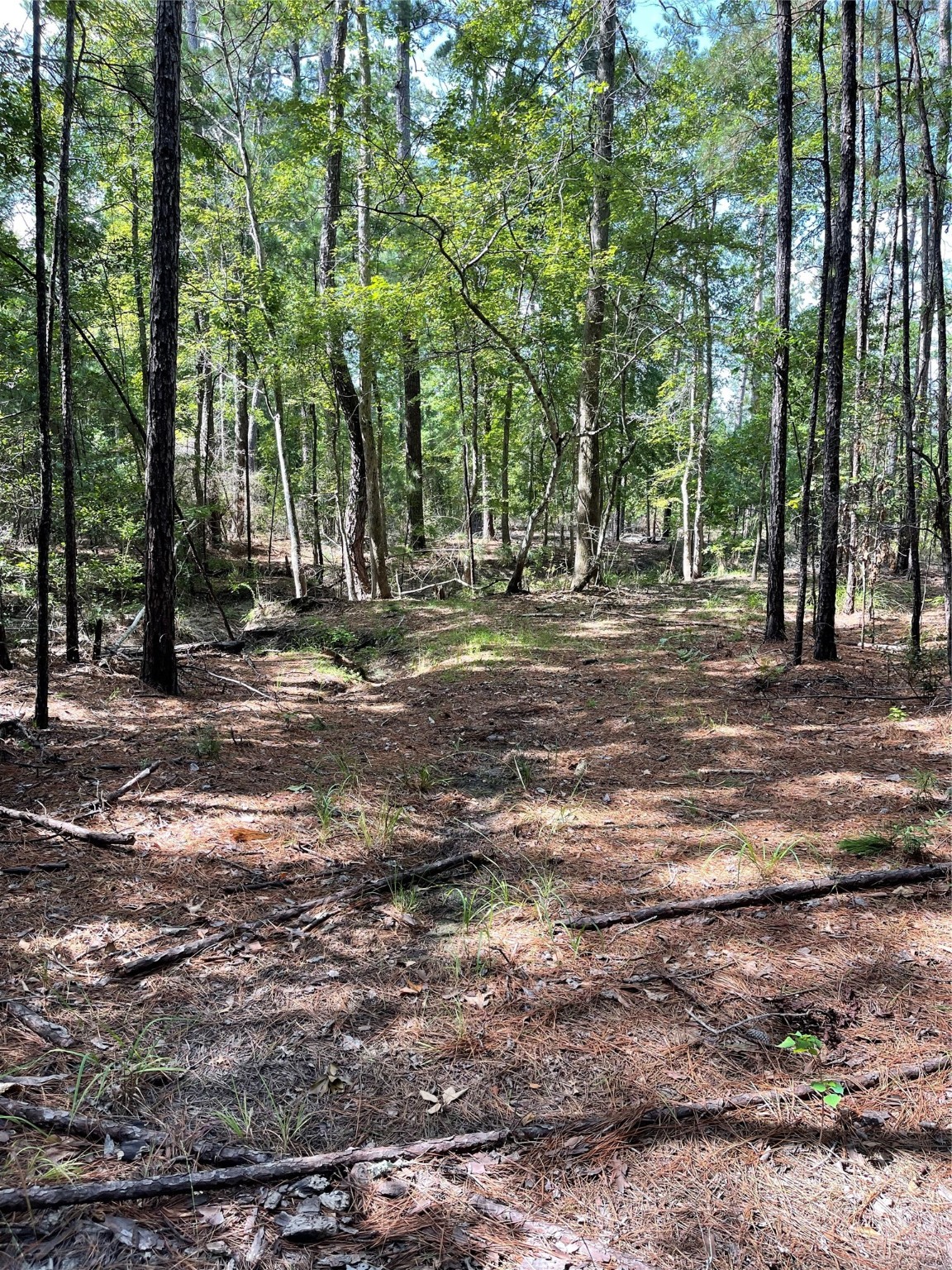 Lot 28/29 Live Oak Drive , Browndell, TX, 75931 | 20679498 | Realty Texas LLC