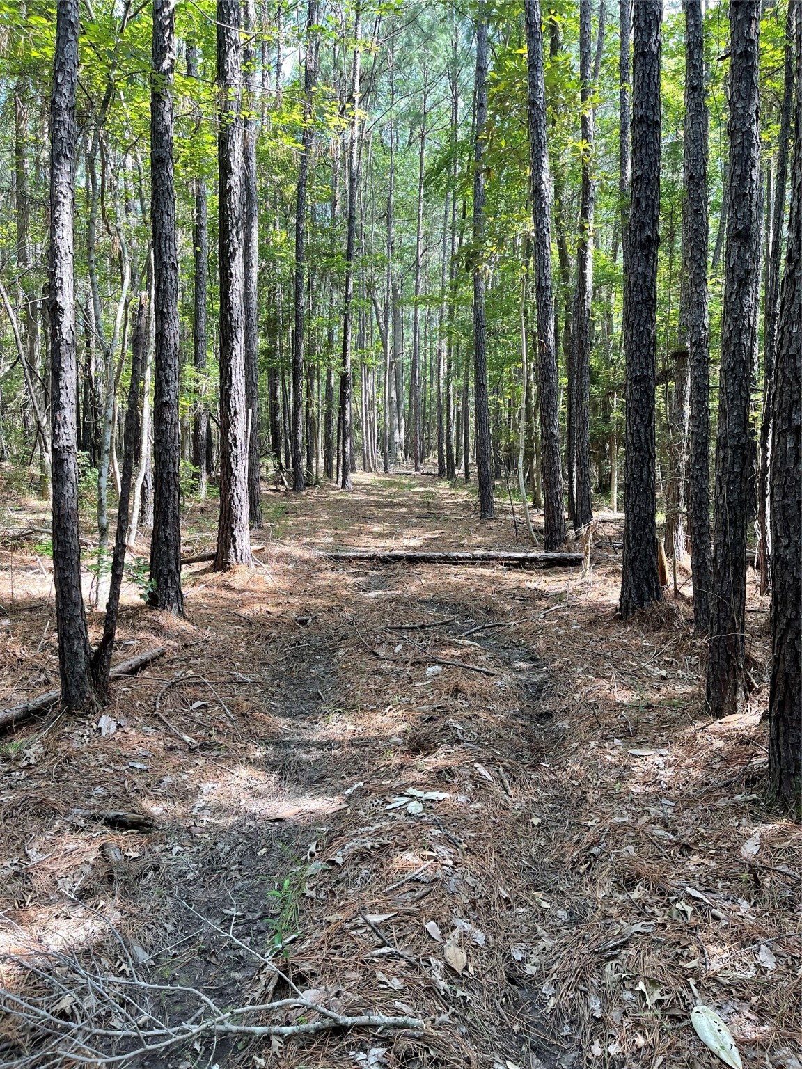 Lot 28/29 Live Oak Drive , Browndell, TX, 75931 | 20679498 | Realty Texas LLC