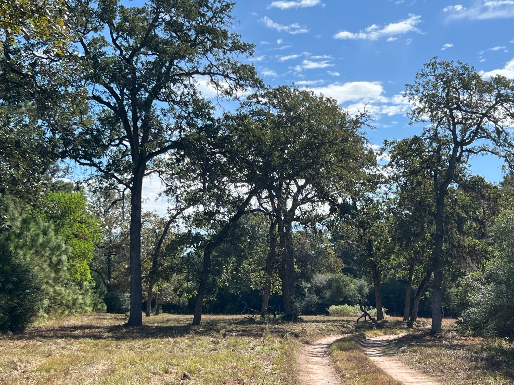 1091 Reese Lane , Columbus, TX, 78934 | 55168605 | Realty Texas LLC