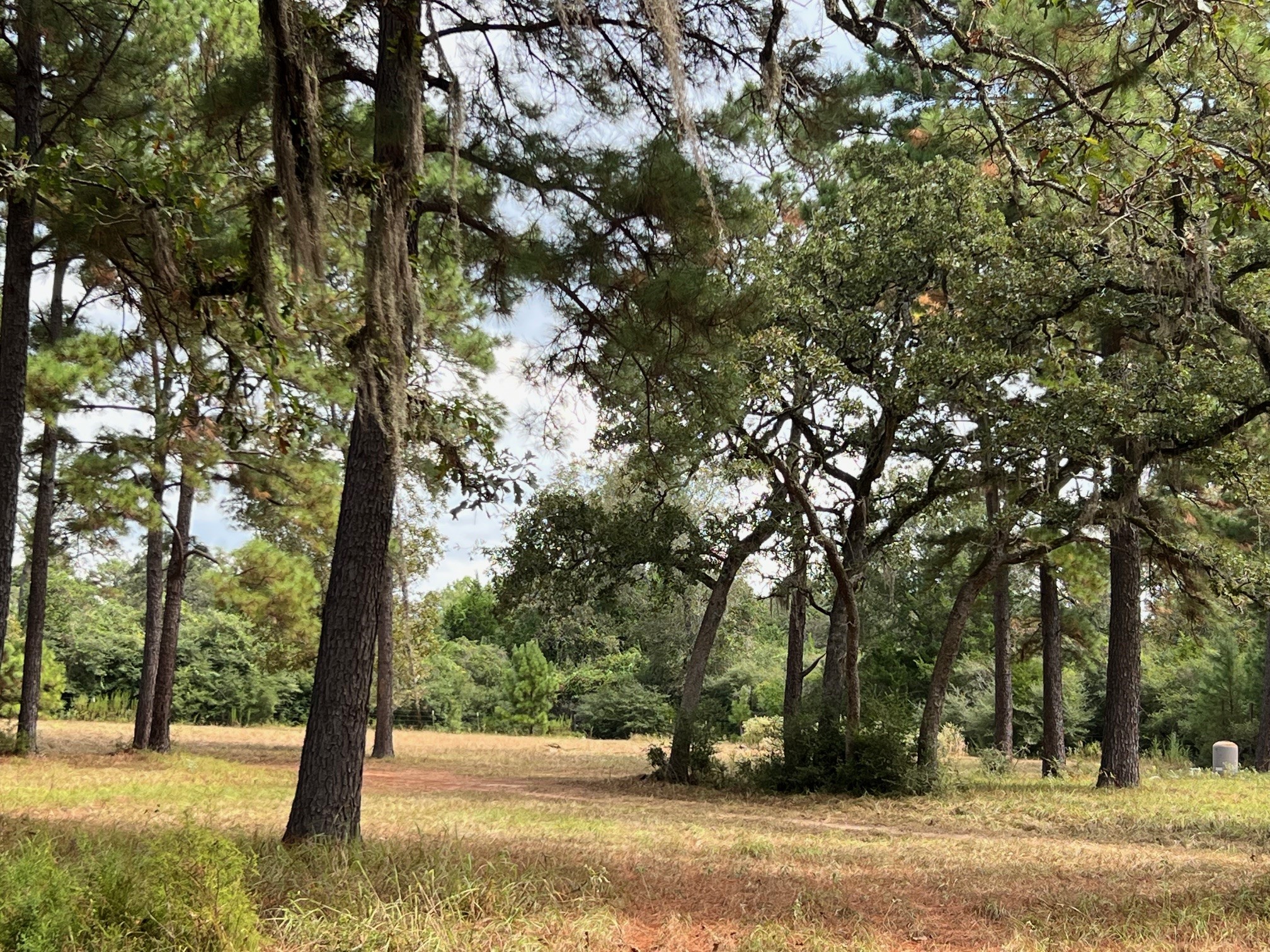 1091 Reese Lane , Columbus, TX, 78934 | 55168605 | Realty Texas LLC