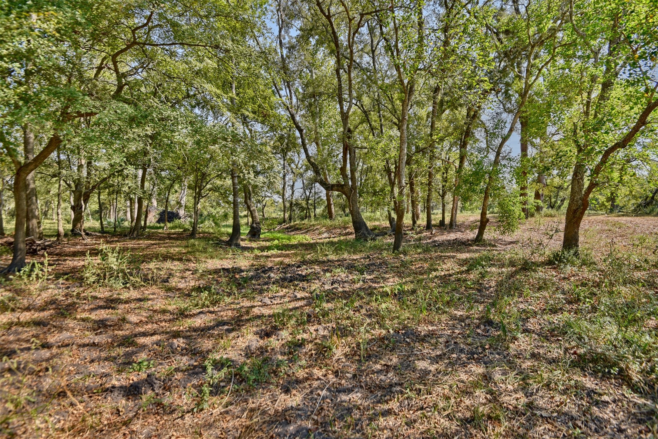 2161 Blue Hole Road , Bleiblerville, TX, 78931 | 42537238 | Realty Texas LLC