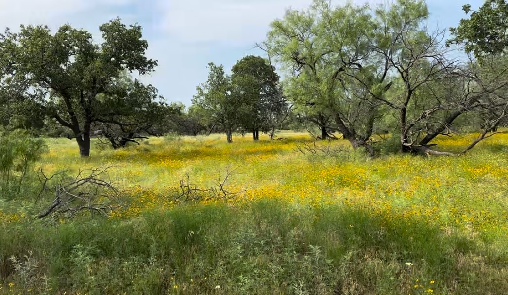 320 Pumphrey Road Lot 1 , Loving, TX, 76460 | 20758966 | Realty Texas LLC