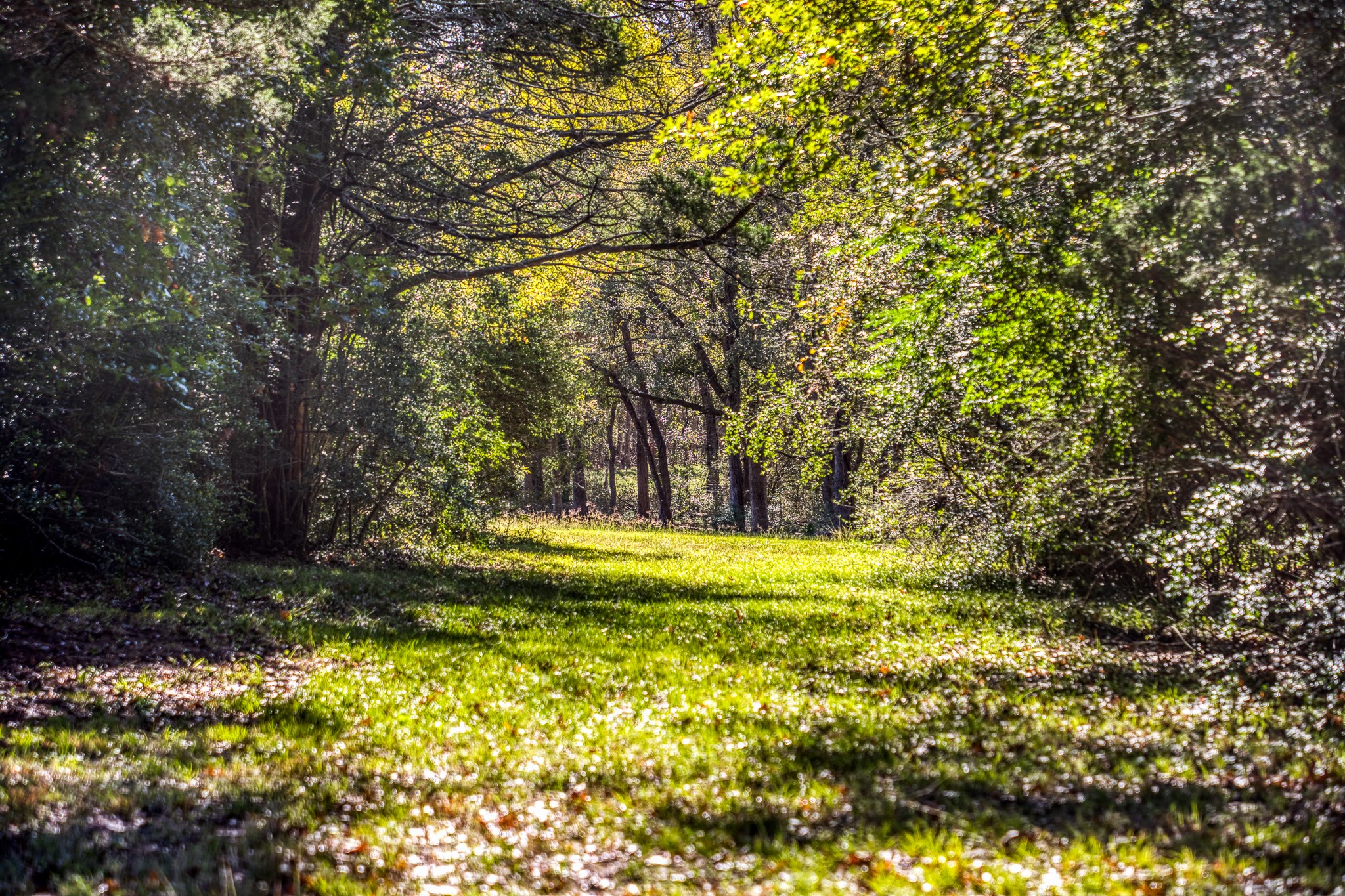 1598 Tiemann Road , New Ulm, TX, 78950 | 16415437 | Realty Texas LLC